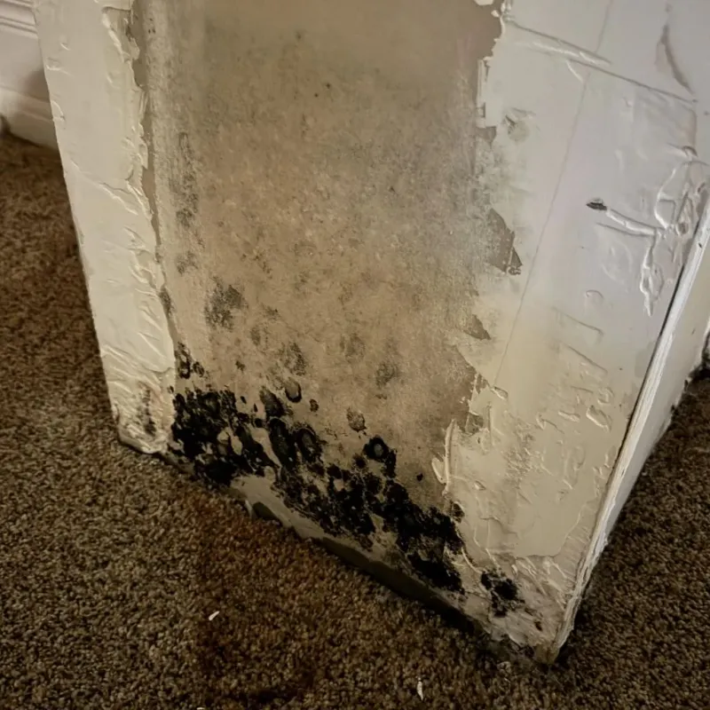 Professional Mold Removal in Lucasville, OH
